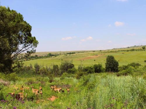 a group of deer in a field of grass at Jodev Farmstay in Krugersdorp
