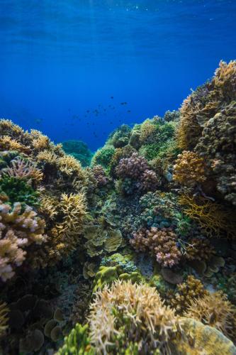 a coral reef with fish in the water at Reconnect - Private Island Resort & Dive Center Togean - Buka Buka Island in Ampana