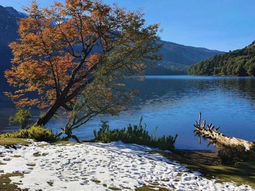 a tree on the shore of a body of water at Conguillio Lava Cave in Melipeuco