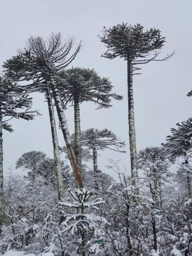 a group of three tall trees in the snow at Conguillio Lava Cave in Melipeuco
