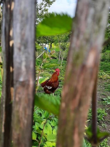 a red chicken is standing in the grass at Matheishof inkl. Chiemgaukarte in Ruhpolding