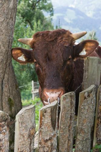 a brown cow is sticking its head over a fence at Appartements Lehenhof in Sankt Johann im Pongau