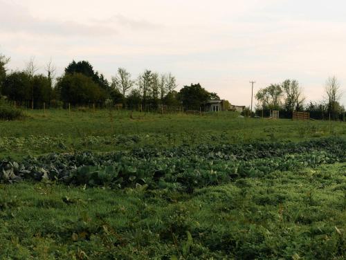 a field of cabbage in a field of grass at Nature Cabins Hiigher Farm in Ditcheat