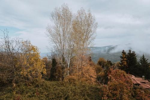 a tree standing in the middle of a forest at Πηγή Τραγανιστή in Kato Trikala Korinthias