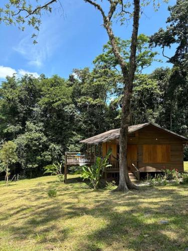 a small cabin with a bench and a tree at Casa de Micos in Salinas de Cumaral
