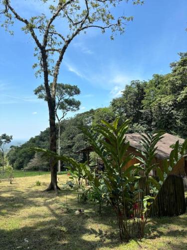 a tree and a house in a field at Casa de Micos in Salinas de Cumaral