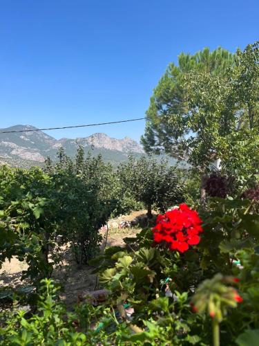 Φυσικό τοπίο κοντά σε αυτή η παραθεριστική κατοικία