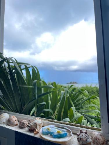a window with a view of the ocean and plants at Sunrise view posada in Providencia