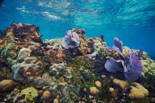 a coral reef in the ocean with blue water at Turtle Inn by Francis Ford Coppola in Placencia Village