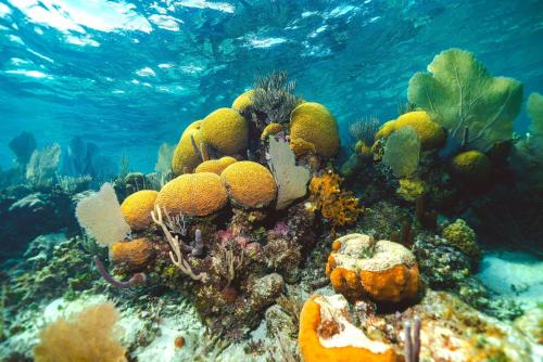 a coral reef in the ocean with blue water at Turtle Inn by Francis Ford Coppola in Placencia Village
