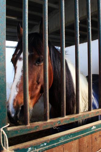 a brown and white horse in a cage at Cowboys Guest Ranch in Voghera