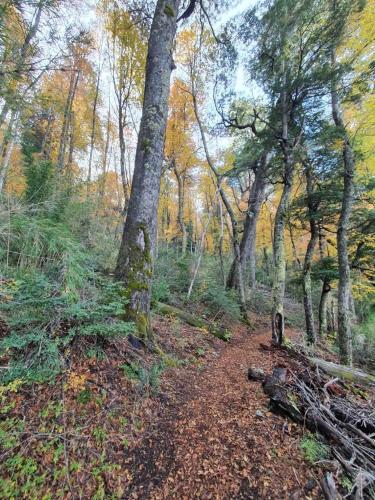 a dirt trail in a wooded area with trees at Conguillio Lava Cave in Melipeuco
