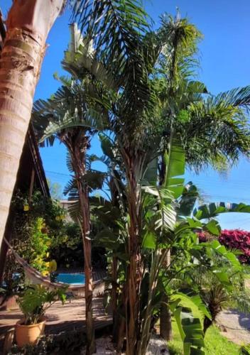 a group of palm trees in front of a house at Linda casa para o Réveillon in Imbituba