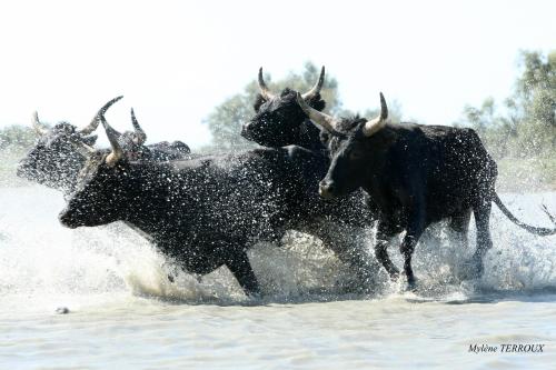 a group of animals running in the water at Mas Du Pont De Laute in Le Cailar