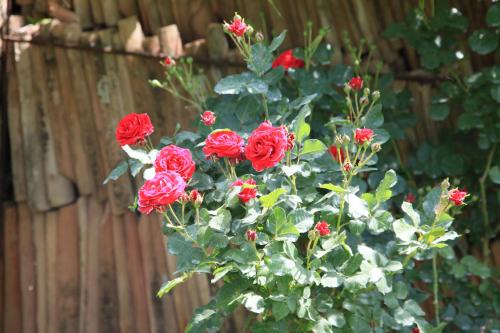 a bouquet of red roses in front of a fence at Agriturismo Podere Luchiano in Amelia