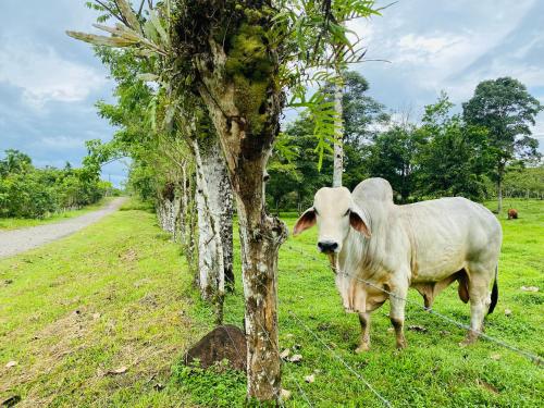 a white cow standing next to a tree at Blue Rriver House in Samen
