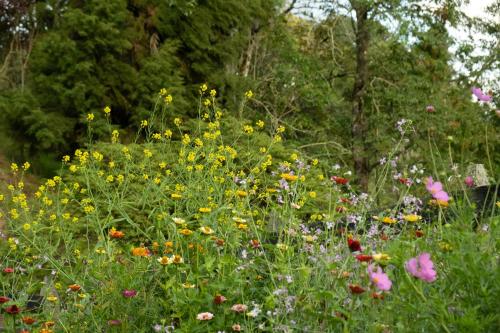 a field filled with lots of different types of flowers at Refined cabin, panoramic views, steps from Jericó in Jericó