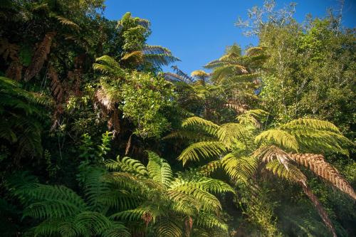 a jungle of trees and plants with a blue sky at Ivorytowers Accommodation in Fox Glacier