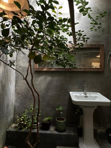 ein Badezimmer mit Waschbecken und einem Topfbaum in der Unterkunft Tre House Dalat in Da Lat