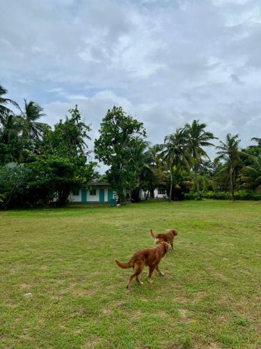 a dog running in a field with a frisbee at Tipsy Ceylon in Rathgama