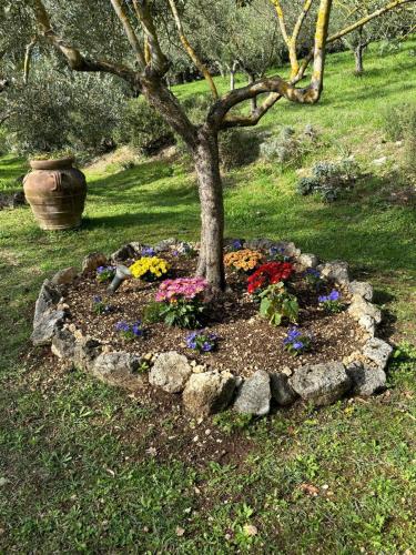 a tree in a flower bed under a tree at Casale La Quercia in Poggio Bustone