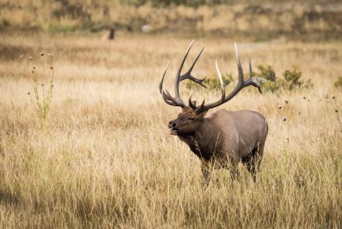 un wapiti mâle se tenant dans un champ de hautes herbes dans l'établissement Elk Haven, à Estes Park