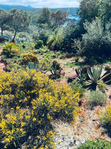 a garden of plants with yellow flowers and trees at Hotel Villa Belfiori in Torre Dei Corsari