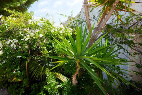 a green plant in front of a wall at Hotel Villa Belfiori in Torre Dei Corsari