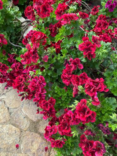 a bunch of red flowers in a garden at Hotel Villa Belfiori in Torre Dei Corsari