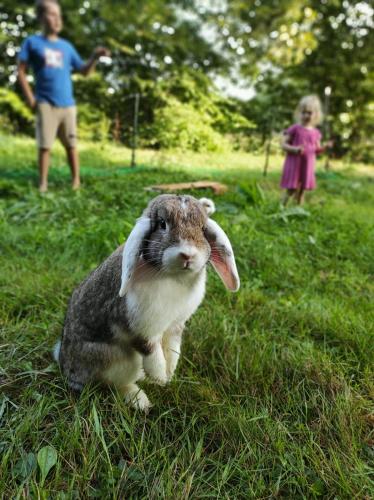 a rabbit sitting in the grass with a man and a child at Le Grenier - Chambre d'hôtes in Thusy