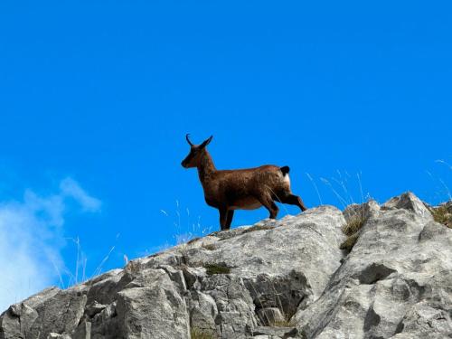 Zvířata v venkovského domu nebo okolí