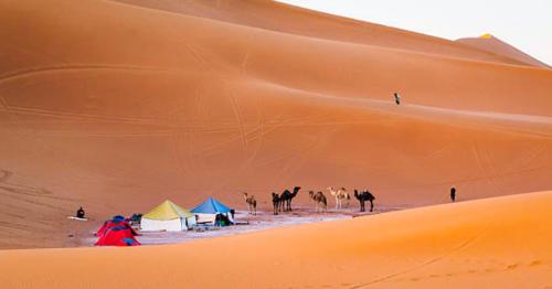 a group of camels and tents in the desert at Erg Chigaga Wil Camp in El Gouera