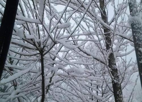 a snow covered tree with snow covered branches at La Stella Alpina in Tagliacozzo