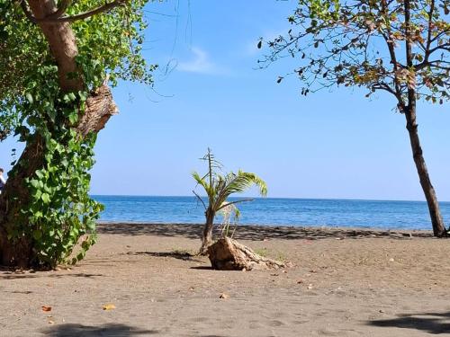 a beach with two trees and the ocean at Lovina Garden Retreat in Lovina