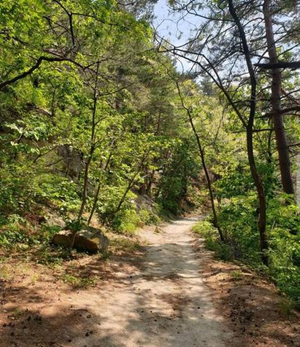 a dirt road in the middle of a forest at Gozneok spacious private house - 75py in Goseong