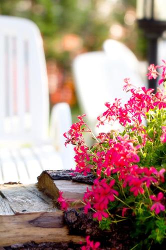 a bunch of pink flowers on a wooden table at Hotel Michela in Malè