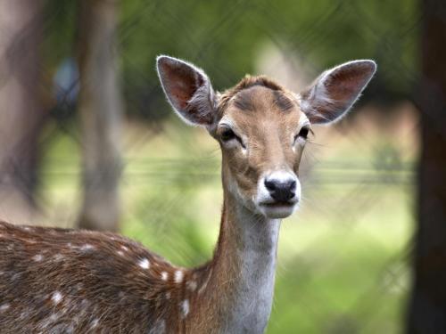 a close up of a deer looking at the camera at Easy Chalet in Vessem