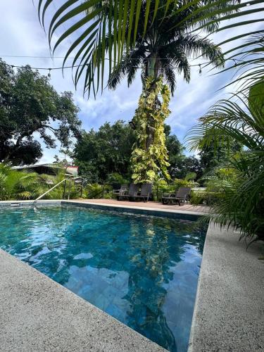 a swimming pool with a palm tree next to it at Hotel Maritza in Puerto Viejo