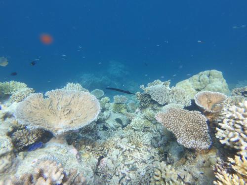 a coral reef with fish in the water at Suncoral Maldives in Kondey