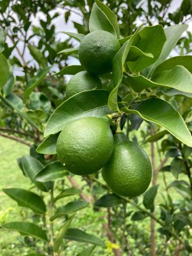 a bunch of green limes hanging from a tree at Corcovado & Drake Inn in Drake