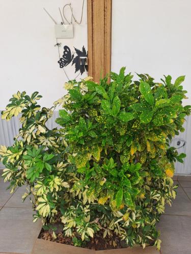 a large green plant sitting next to a wall at Senebreizh in Somone