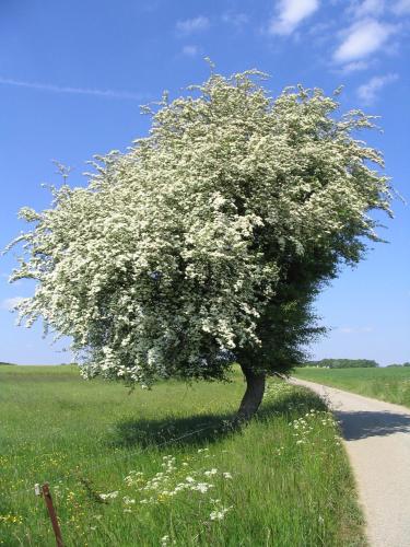 a tree with white flowers on the side of a road at B&B La Place Verte in Surice