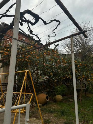 an orange tree in front of a house at Cozy Cove in Kutaisi