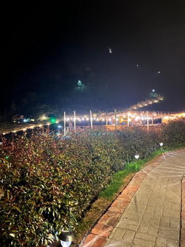a field of plants at night with street lights at El Dorado Refugio Muisca in Guatavita