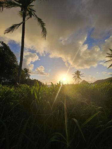 a person standing in a field with a palm tree at Villa M'Bay in Sainte-Marie
