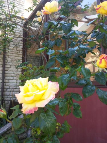 a yellow rose is growing on a plant at B&B Villa Acero in Marina di Carrara