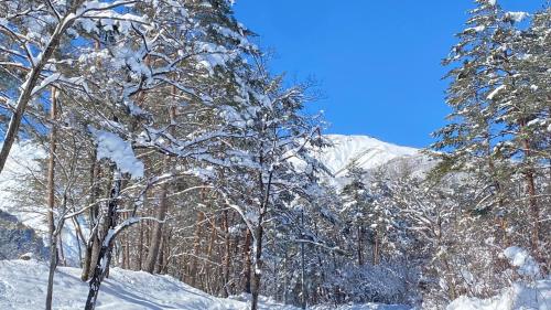 a group of snow covered trees with a mountain in the background at Log Cottage KUROITA in Hakuba