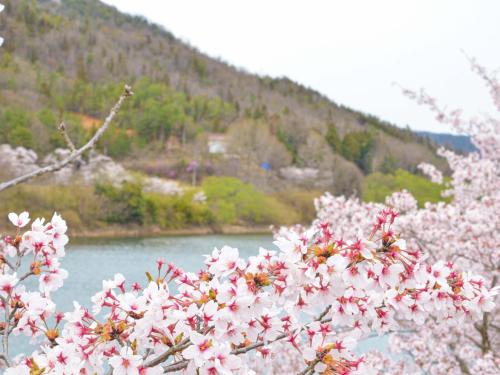 a bunch of pink flowers in front of a river at ホテル白竜湖リゾート in Mihara
