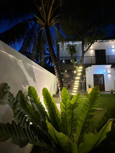 a plant with green leaves in front of a building at Surf Heavens in Dickwella