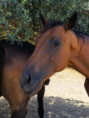 a brown horse standing next to another horse at La Corte degli Ulivi - Albergo Rurale in Tresnuraghes